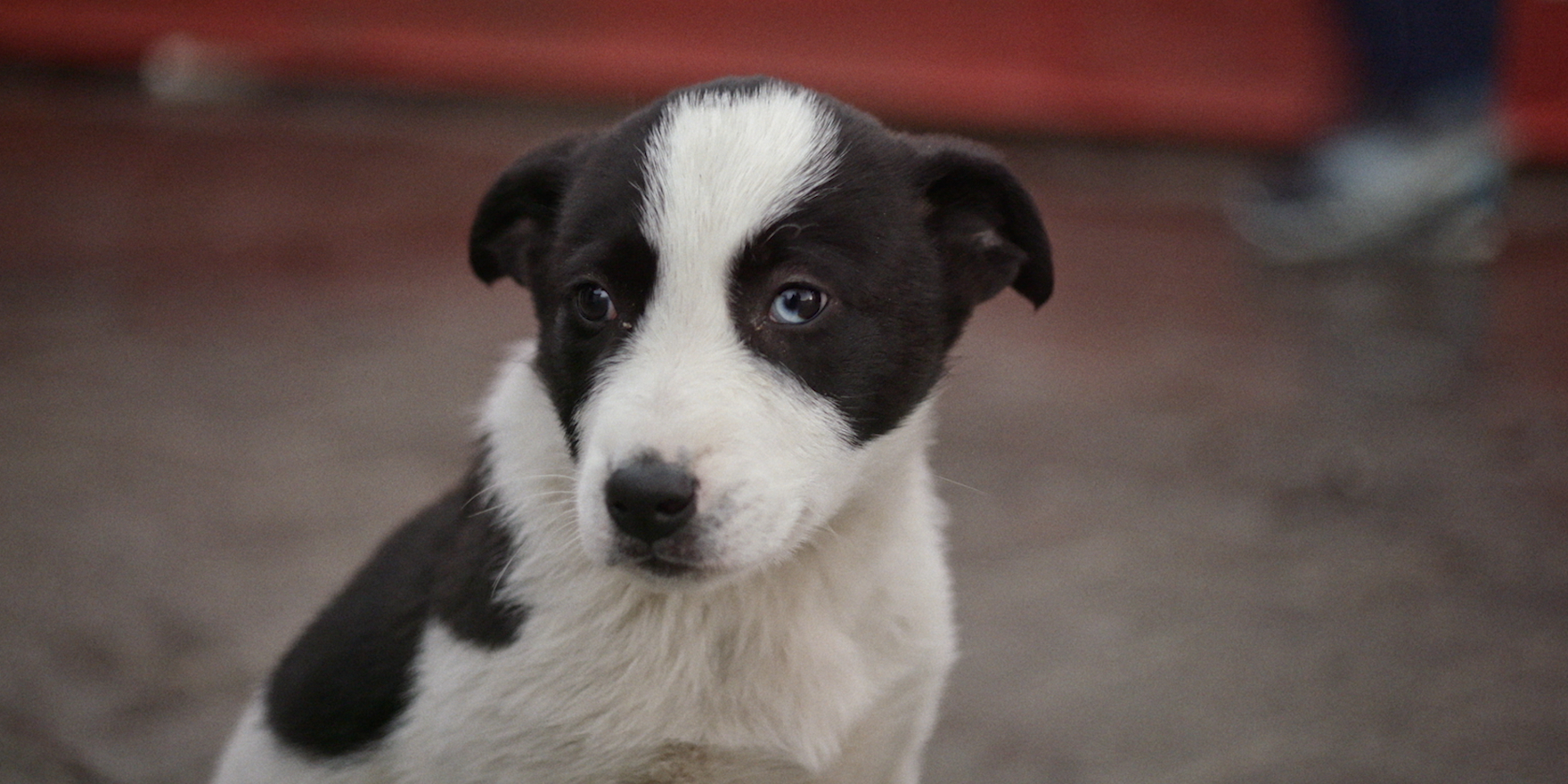 The Puppy with the One Blue Eye: A Documentary Filmmaker's Dilemma